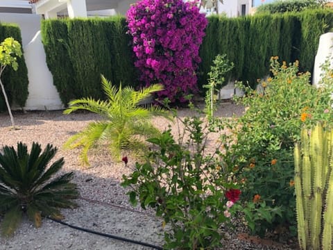 Front garden area