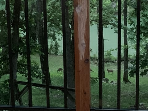 Deer in the clover plot below the deck right above the creek 