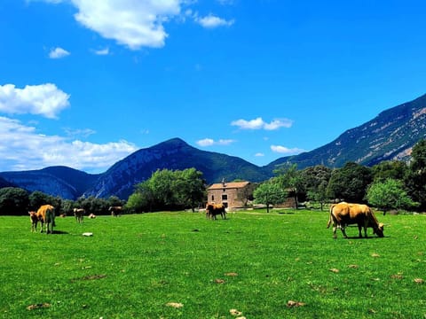 Property building,Garden,Animals,Garden view