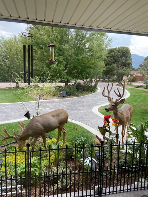 Yes, deer visit often 
