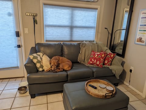 The NEW pup friendly leather sofa!bed