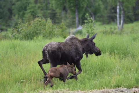 Mama moose and her calf headed to the Homer House. (Photo provided by guest)
