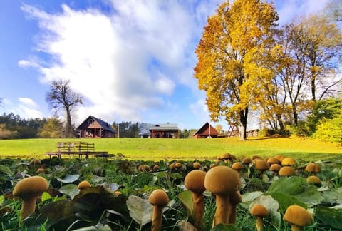 Autumn. Mushrooms grows in the back yard of "Dzūkijos uoga" holiday home .