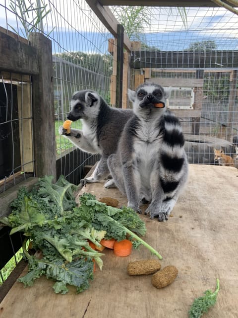 Our Sanctuary’s Resident Lemurs.