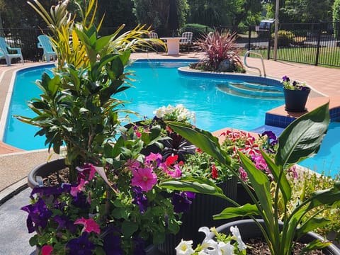 Outdoor pool, open 8:30 AM to 8:00 PM, sun loungers