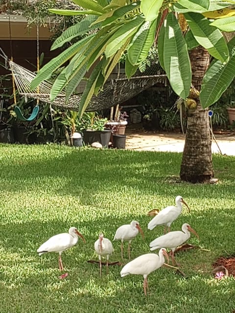 Hammock out front with White Ibis. Wild birds frequent the area.