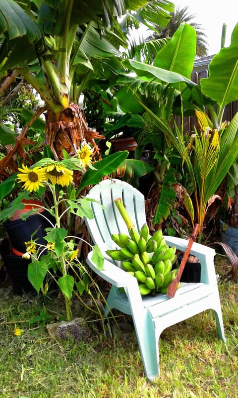 Bananas on property