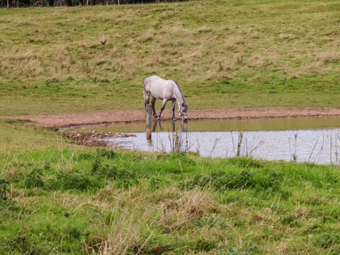 Cottage | Property grounds
