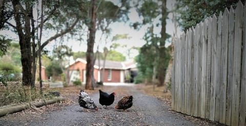 The welcoming committee at the South Gate, Onyx, Snowflake and Garnet.
