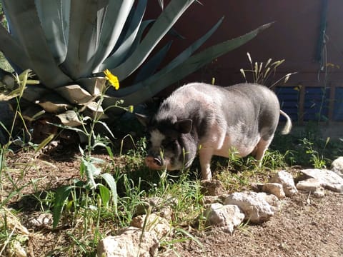 Benjamin enjoying the Agave in front of Kassandra.