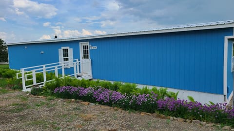 front with chives in bloom during summer