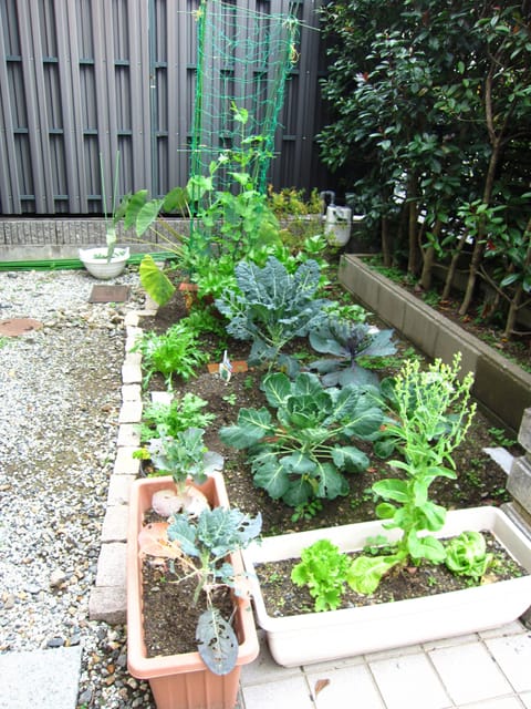 Garden