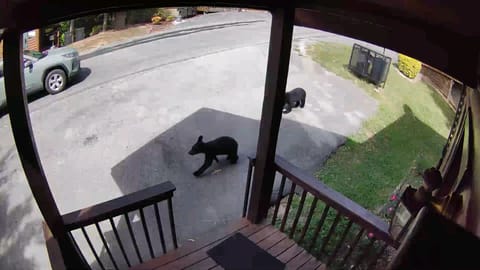 bears passing through in front of the cabin 