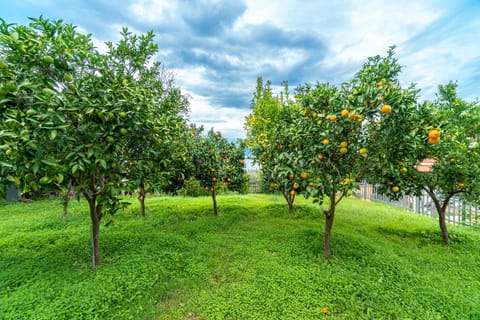 Part of the garden is full of trees