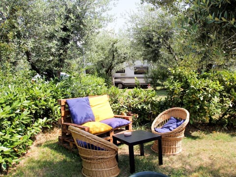 Plant, Furniture, Plant Community, Nature, Natural Landscape, Outdoor Furniture, Tree, Chair, Grass, Outdoor Table