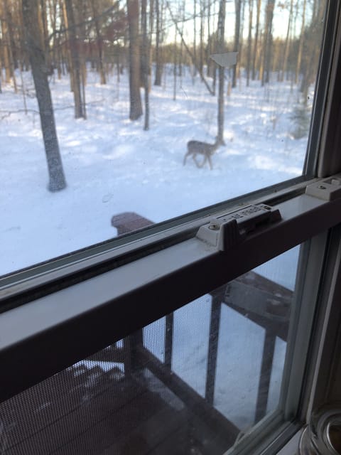 Deer strolling through the yard right outside the kitchen window.