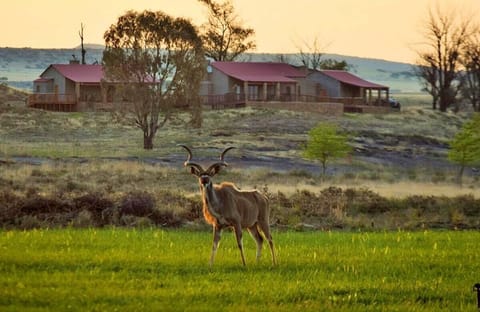 Game viewing
