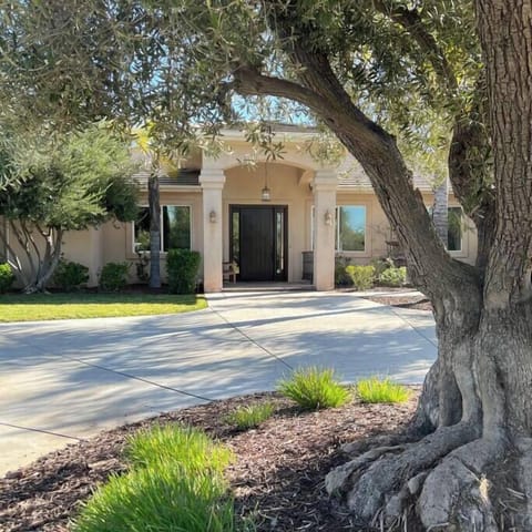 Enchanted contemporary Mediterranean style home landscaped alongside hundred year old olive tree.