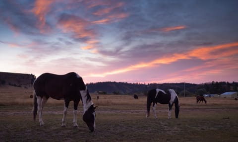 Horses graze freely around the ranch. 