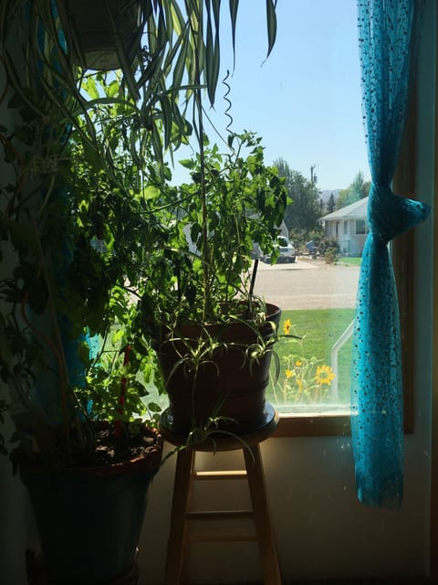 Looking out front window 2 cherry tomatoes plants to snack on