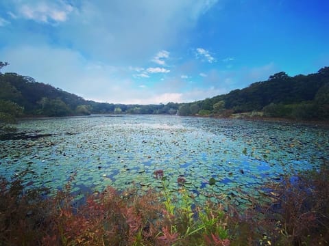 Duarte’s pond 