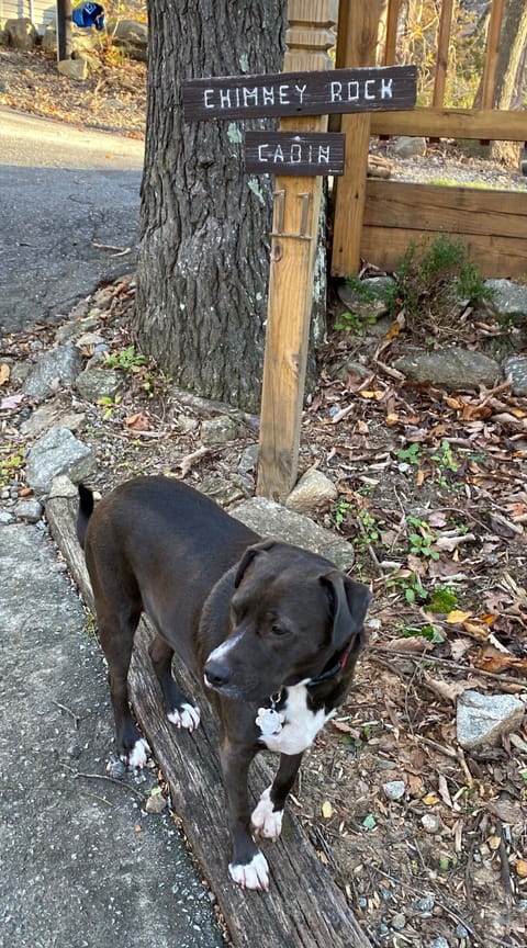 We are dog-friendly!  (Sorry, no cats.  Lilo would not approve.)