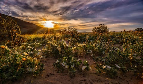Morning sunrise in this wonderful desert 