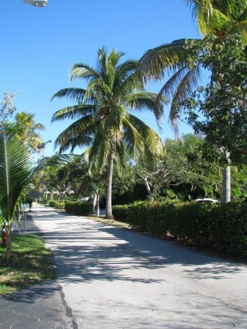 coconut lined street in front of home