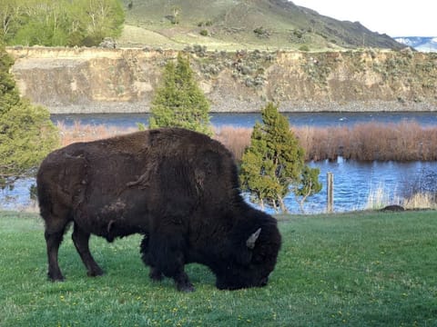 Bison enjoying an evening snack. Photo taken from the patio of The Grizzly Den.
