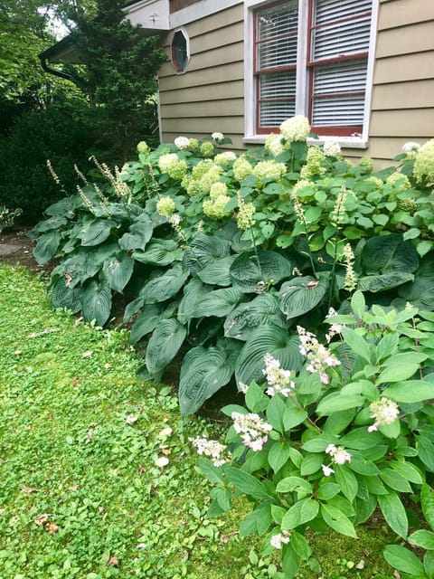 Hydrangea and hosta