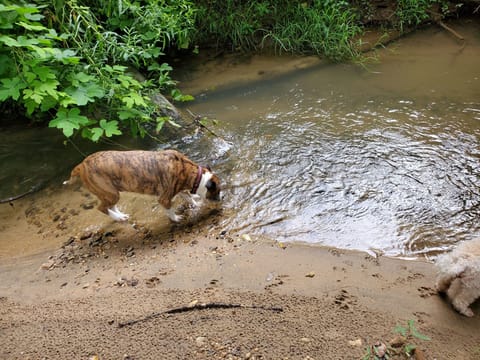Clear Spring Running water all around 6 Acres. 