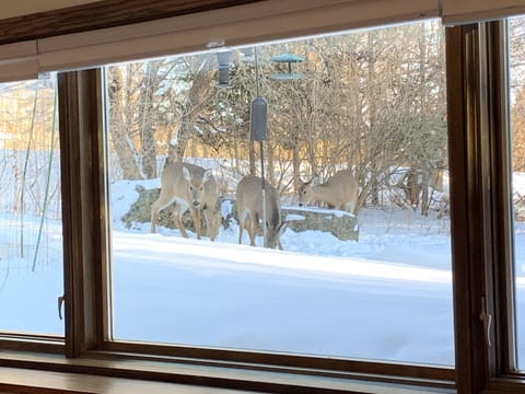 Deer sightings are common🐬