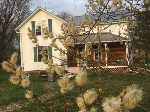 Pussy willows along mailbox path to porch swing & Adirondack chairs