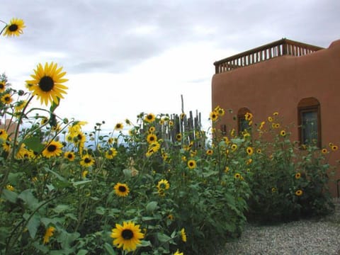 Bountiful autumn sunflowers introducing Casita Luminosa cabin