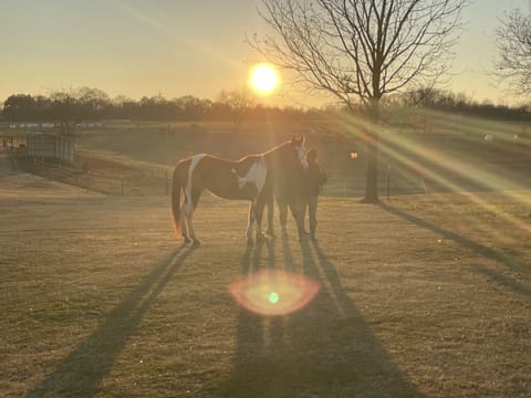 Horses, Big Sky, Tiny Home and Boat and Horse Trailer Parking House in Lake Hartwell