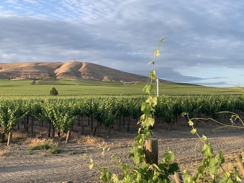 Ambassador vineyard 