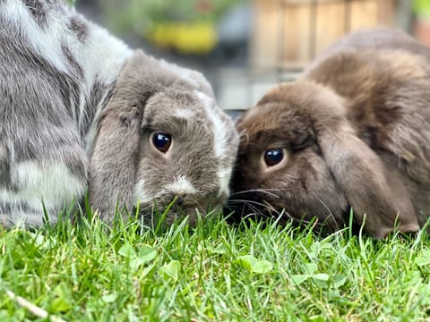 Welcome to our city farm! Holland lops Taffy and Toffee love visits from kids.