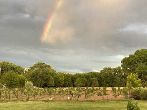 Our vineyard view after a summer rain shower