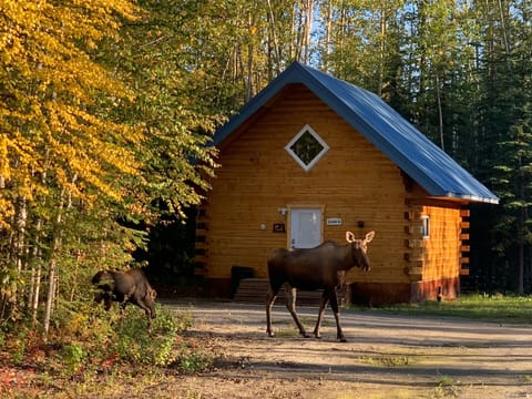 Cow and calf moose walking by in the fall