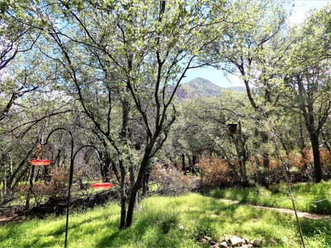 View from the patio. Nectar, seed and suet are provided for the feeders.
