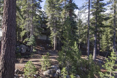 Tree, Fir, Outdoors, Nature, Shelter
