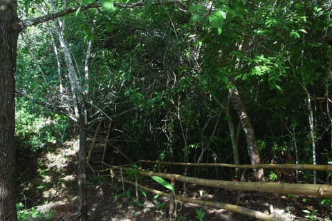 The trail that takes you to the back of the property.