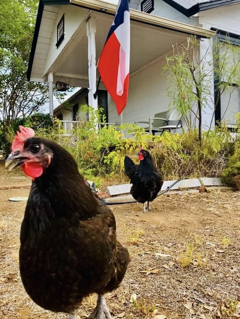 Bring some chicken scratch for the welcoming committee!