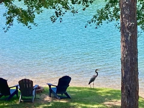Resident blue heron likes to walk along our shoreline.