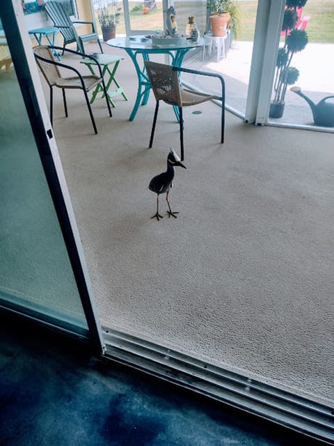 If you make friends with Rudy keep your door closed. He walked in the house. 