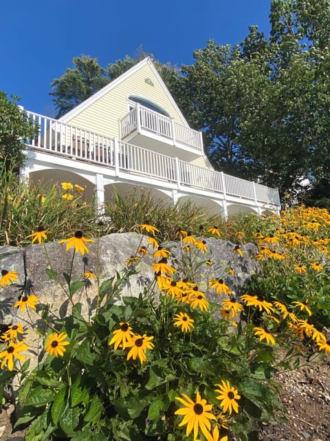 Mid Summer Black Eye Susan