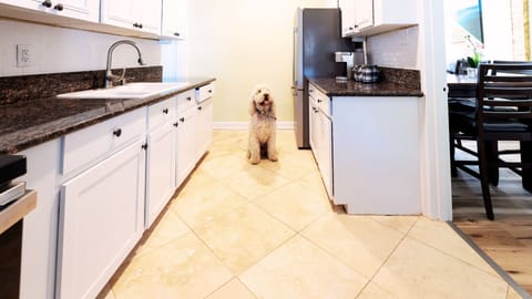 Dog friendly -- Winston - Golden Doodle