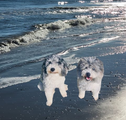 Pet Friendly-fee $50, max 2 pets/50 lbs