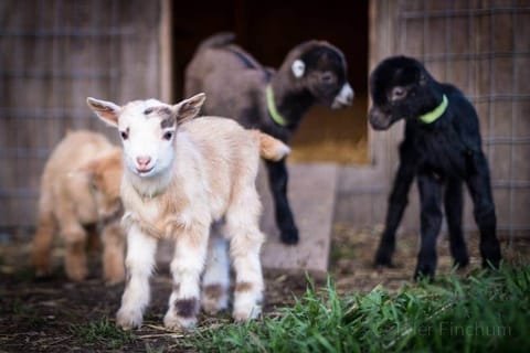 Our goats would love to meet you!