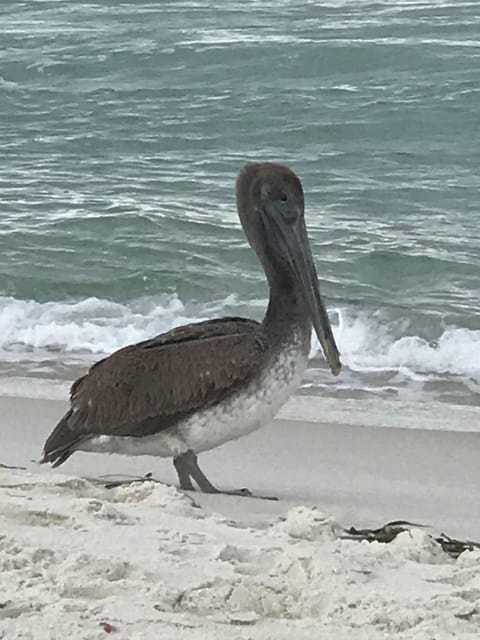 Friends you make along the beach!